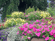 Flower Garden Html5