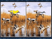 Birds 5 Differences